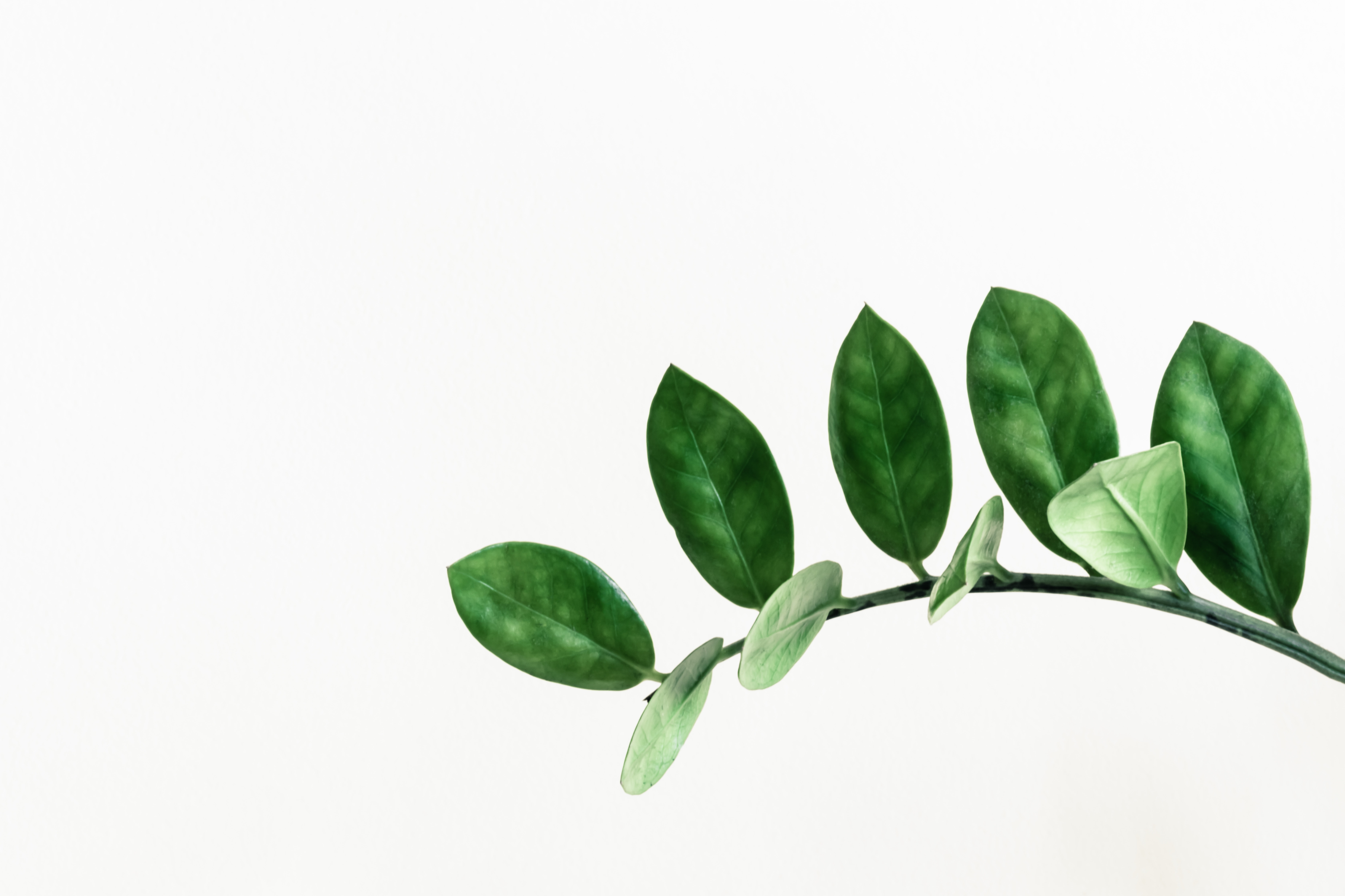 Van ons voor jou | Branch , 1604927034-leaves.jpg | Branch